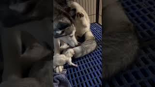 Siberian husky gives birth