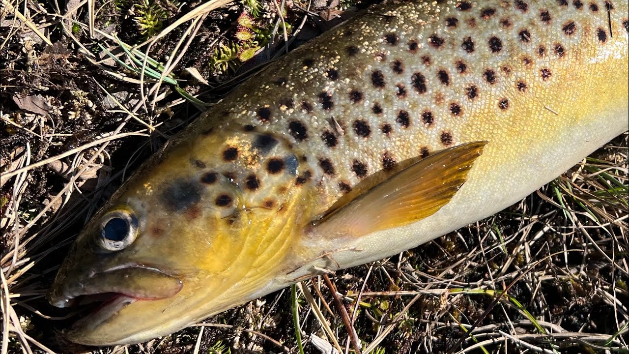 Bli med på hele turen: Episode 60 - «Første ørretjakt i 2024»