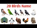 20 Birds Names in English and Hindi | पक्षियों के नाम चित्र के साथ