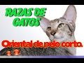 Popular Balinese cat & Oriental Shorthair videos の動画、YouTube動画。