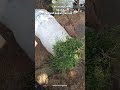 Cari Rumput Ngarit ,Buat Pakan Ternak.