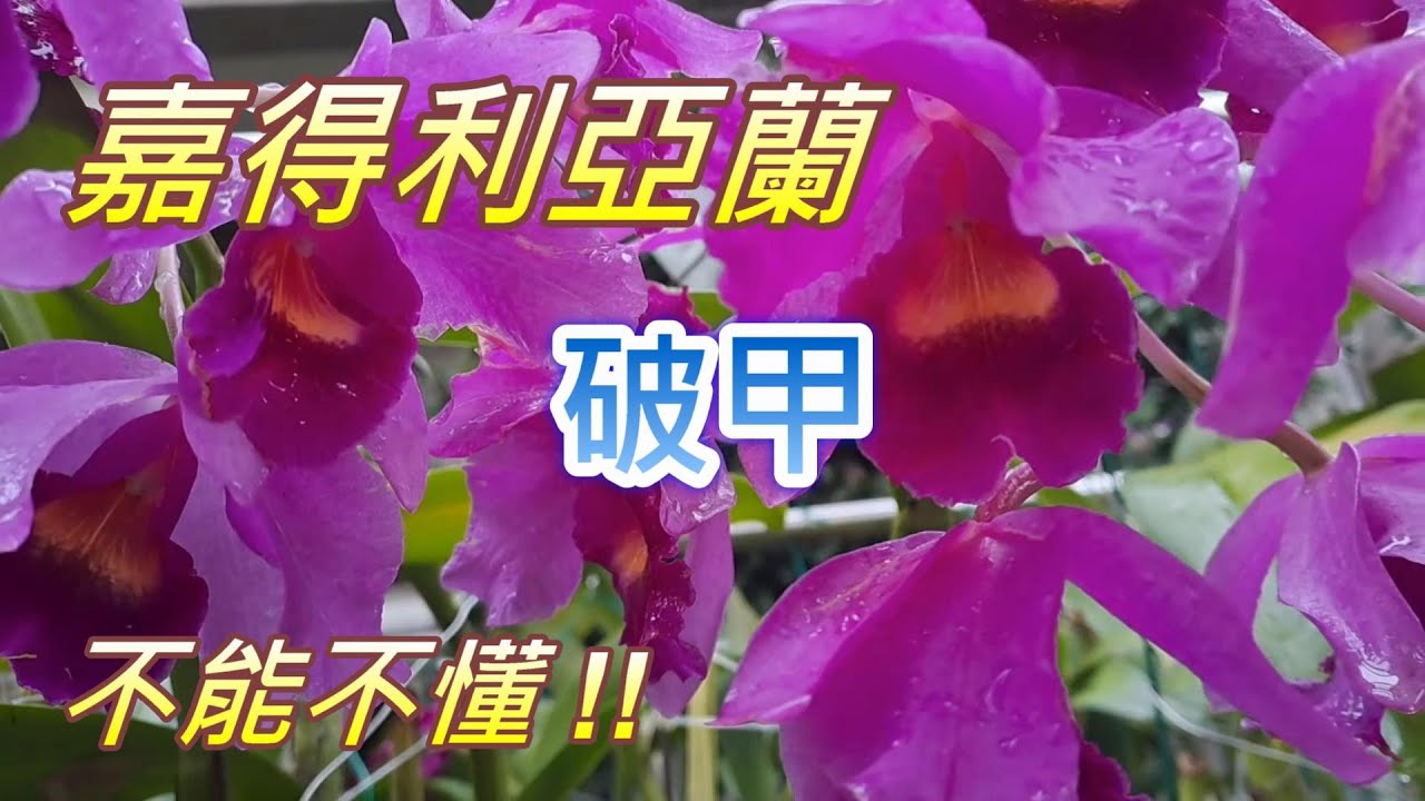 【犀利小農莊58】20241118卡多利阿老花破甲傳奇#嘉得利雅#每年開花#香氣豐花#耐操耐勞不掛點，養蘭一定養破甲Cattleya Porcia