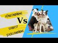 KÖPEK EĞİTİMİNDE YÖNLENDİRME VE SERBEST ŞEKİLLENDİRME TEKNİKLERİ NELERDİR? NASIL UYGULANIR?