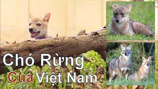 Chó Rừng của Việt Nam  Quý Hiếm & Cần Bảo Vệ/ NhamTuatTV  Dog in Vietnam