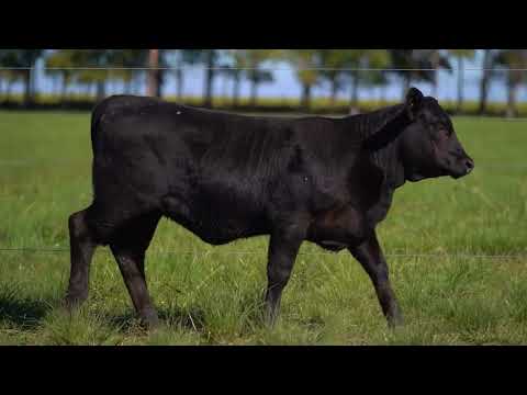 BAF LOTE 85   TAT 1910 ULTRABLACK F