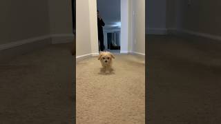 His walk  #puppy #maltipoo #dog #teacup #dogshorts #puppyshorts #poodle #maltese #cute #cutebaby