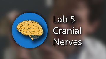 Lab 5: Brainstem and Cranial Nerves (4K; ULTRA HD REUPLOAD)
