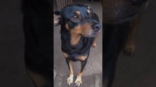 #petsfofos #petsfofinhos #pets 😍🐕