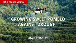 Application | XAG P100 Growing Sweet Pomelo Against Drought