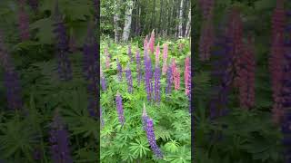 Wild Lupins At The Side Of A Logging Road In The Middle Of Nowhere  We Feel Lucky  To  Here