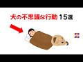 犬の不思議な行動 15選|9割が知らない雑学