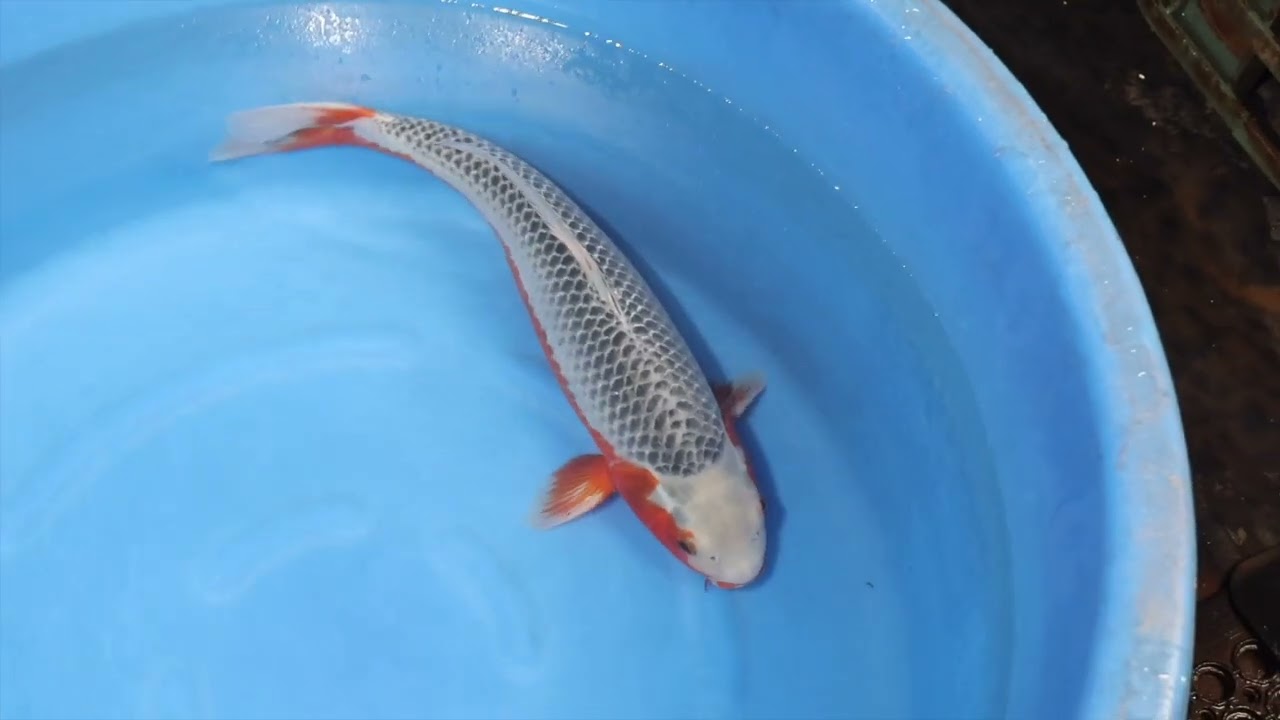 Asagi - koi #x0618t039 - Oya Koi Farm