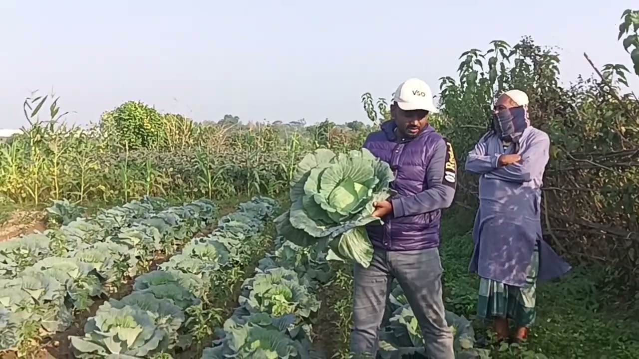 Beautiful Cabbage Cultivation 