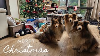 A Dog's Christmas | Merry Christmas 2023 by Lovin' Mystery 273 views 3 months ago 3 minutes, 27 seconds