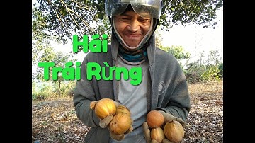 Hái Quả Bứa ( Măng Cụt Rừng) | Tác Dụng Làm Giảm Mỡ Máu, Chống Béo Phì