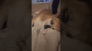 Horror bedtime story with Chevelle #bedtimestories #horrorstories #scarystories #sleepytime #fyp