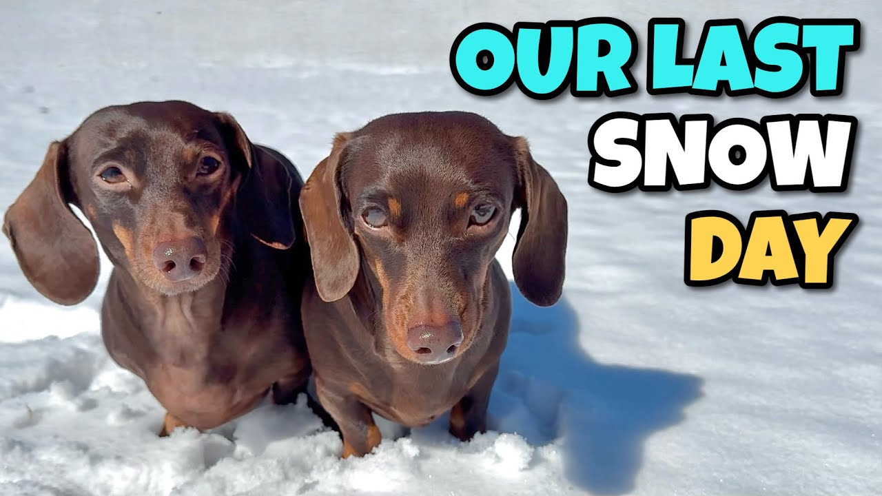 Mini DACHSHUNDS Go SLEDDING on Their Last Day in the Snow Before it ...