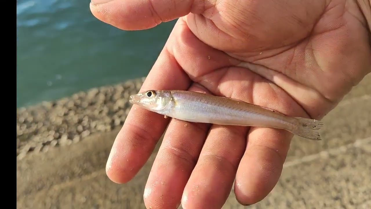 サーフでシロギス釣りをしてみた