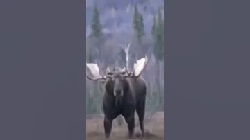 Огромный лось. Просто Гигант. ВЕЛИКАН. Giant elk