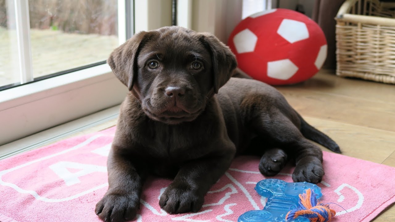 10 week old black lab puppy