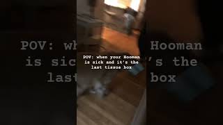 POV: when your hooman is sick and it’s the last tissue box #goldenretriever #funny