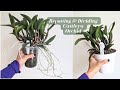 Repotting overgrown cattleya orchid