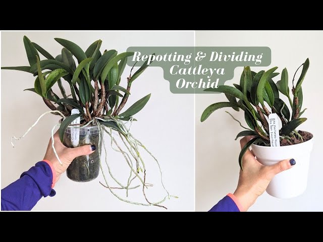 Repotting Overgrown Cattleya Orchid class=
