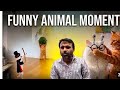 Cat ki shararat 😂 funny moments 🤣 #funnycreator #ihavethisthingwithplants