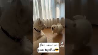 #Dogs having fun.#fypシ゚viral