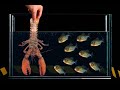 THREW LIVE LOBSTER AND COCKROACH TO LARGE PIRANAS. LOWERED THE HAND WITH HUMAN BLOOD IN THE AQUARIUM