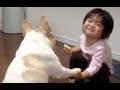 フレンチブルドッグのミルコ #252 リンゴくれたんじゃなかったのかなあ?