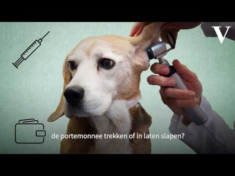 Video: 5 Redenen Waarom Diëten In De Levensfase De Gezondheid Van Huisdieren Helpen Verbeteren