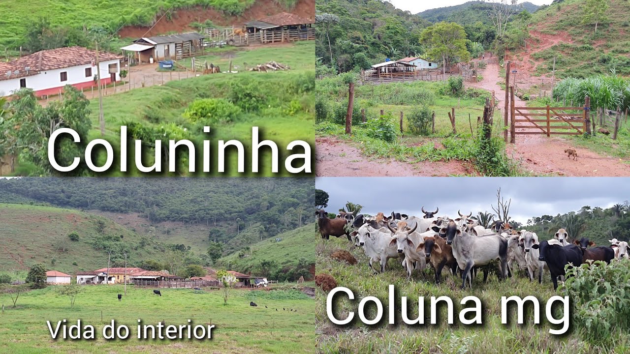 VIDA NA ROÇA / PROPRIEDADES RURAIS (COLUNINHA) SÍTIOS E FAZENDAS , EM COLUNA MG (DEPOIS DA CHUVA)