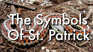Symbols of St  Patrick