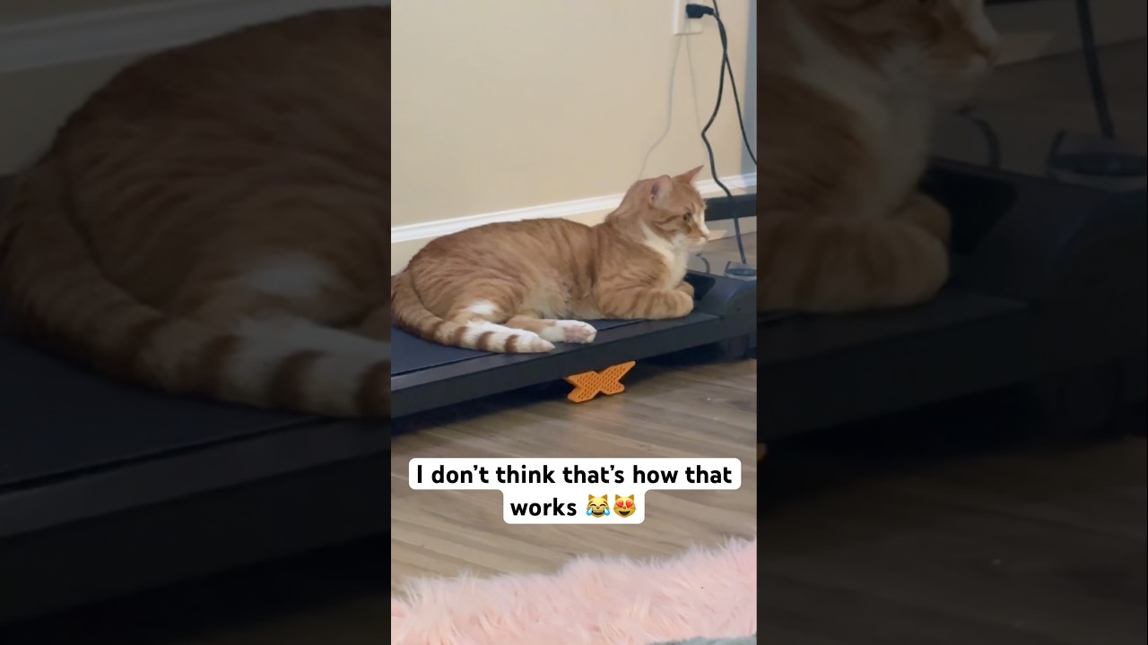 Gareth so silly #cat #catshorts #catvideo #catvideos #cuteanimals #cute #kitty #happy #funny