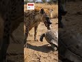 Bro got his tongue SNATCHED by a tortoise 💀😂🐢