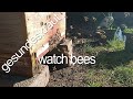 Watch bees