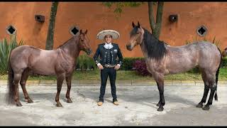 CG CANELITO SEMENTAL CAMPEÓN DE CALA DE CABALLO