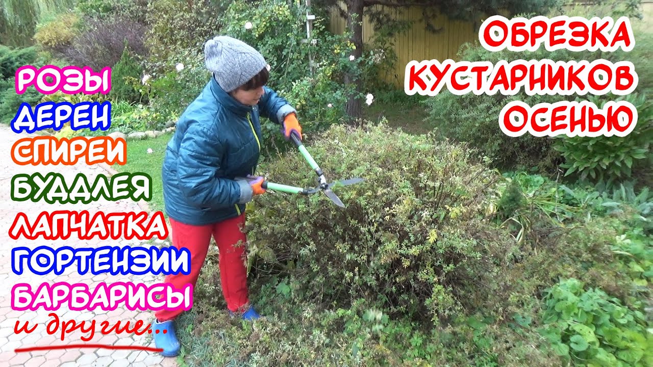Обязательная Осенняя Обрезка Кустарников! Что, Когда И Зачем.