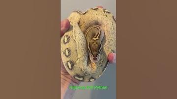 0.1 Highway Ball Python