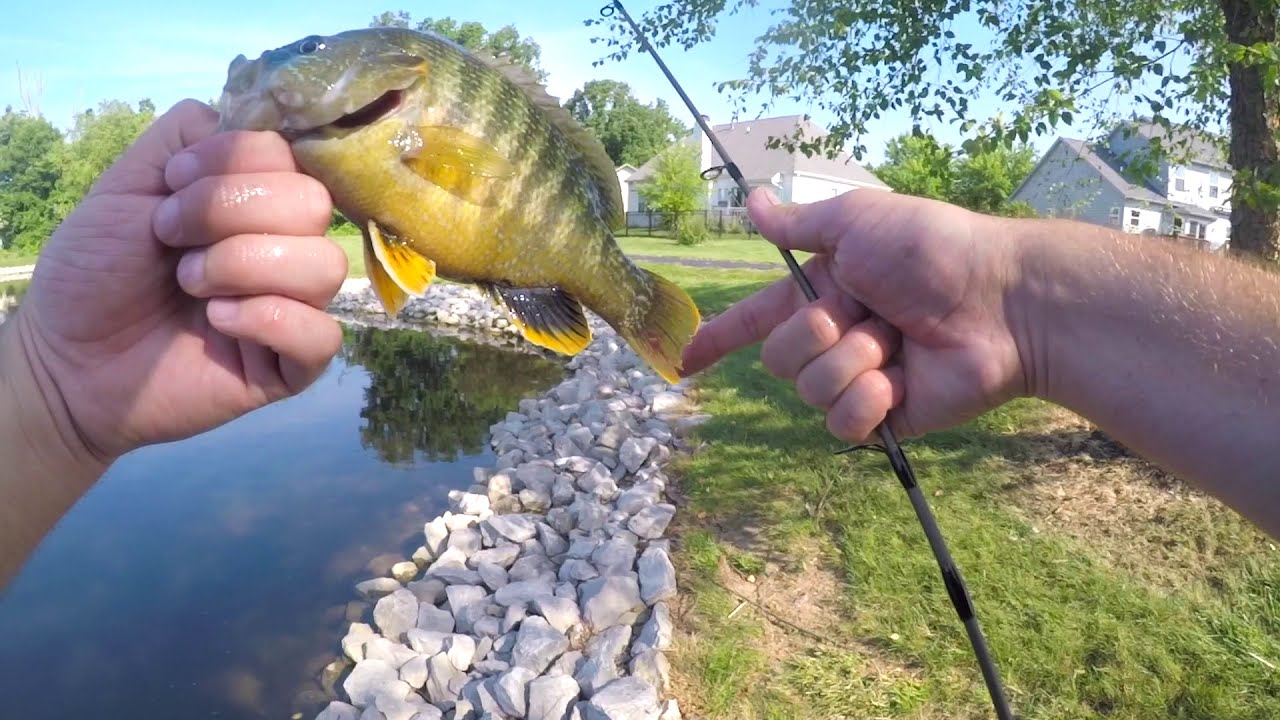 Microfishing neighborhood pond. Multiple species caught. My first YouTube video.
