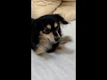 投げるフェイクに引っかかる犬