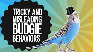 Tricky and Misleading budgie behaviors keeping new owners WORRIED! by Budgie World 23,184 views 3 years ago 8 minutes, 22 seconds