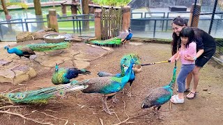 Kasih Makan Burung Merak Banyak Sekali - Peacock di Kebun Binatang by harper apple 3,855 views 1 month ago 9 minutes, 52 seconds