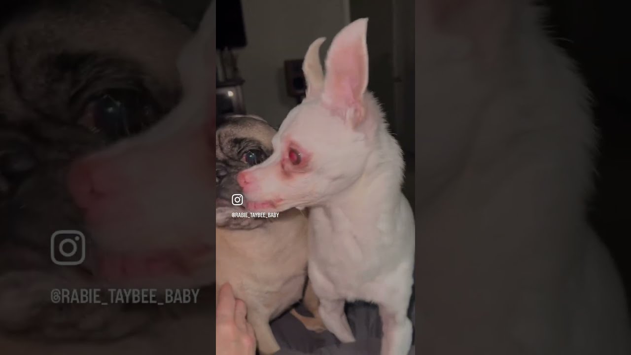 Crazy Chihuahua Growls Like A Demon