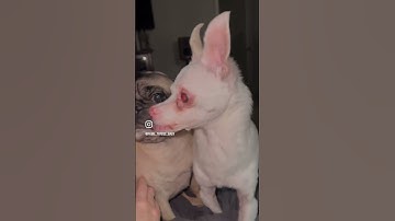 Thumbnail of Crazy Chihuahua Growls Like A Demon
