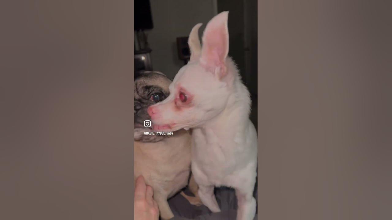 Crazy Chihuahua Growls Like A Demon