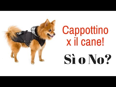 Video: Alcune Razze Hanno Davvero Bisogno Di Cappotti Per Cani?