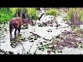 Eaters of waterlilies: Buffalo, Elephant, Sitatunga - mangeurs de nénuphars - comedores de nenúfares