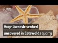 Fossil Expedition Quiz